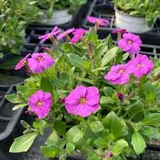 aubriete-axcent-rose-3.jpg