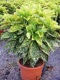 aucuba-crotonifolia-3.jpg