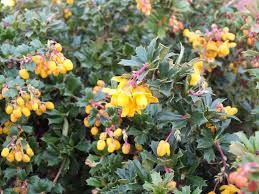 berberis-darwinii-compacta-2.jpg