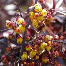 Berberis x thumbergii 'Thunderbolt'