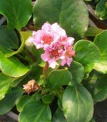 bergenia-rosenkristall-1.jpg