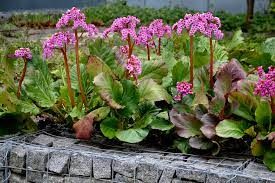 bergenia-rosenkristall-2.jpg