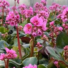 bergenia-rosenkristall-3.jpg