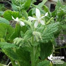 bourrache-a-fleurs-blanches-1.jpg