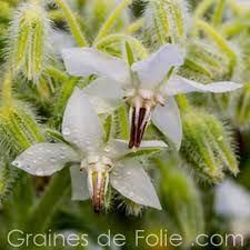 bourrache-a-fleurs-blanches-2.jpg