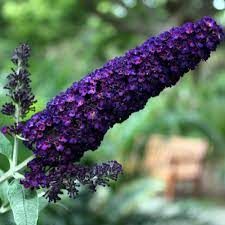 buddleja-black-knight-1.jpg