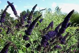 buddleja-black-knight-2.jpg