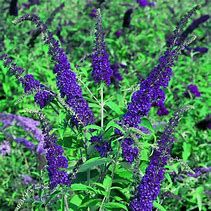 buddleja-empire-blue-2.jpg