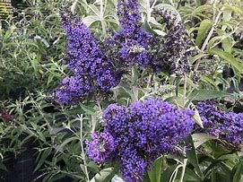 buddleja-empire-blue-3.jpg