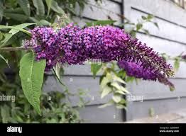 Arbre aux papillons ' Miss violet'