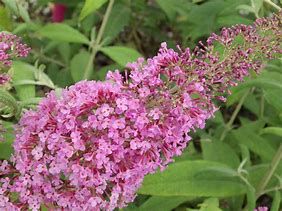 Arbre aux papillons 'Pink Delight'