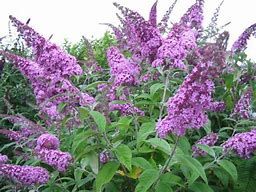 buddleja-pink-delight-2.jpg