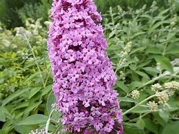 buddleja-pink-delight-3.jpg