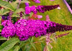 buddleja-royal-red-1.jpg