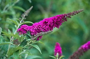 buddleja-royal-red-2.jpg