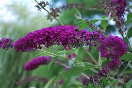 buddleja-royal-red-3.jpg