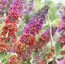 buddleja-weyeriana-flower-power-2.jpg