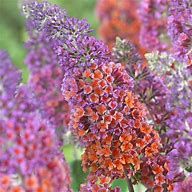 buddleja-weyeriana-flower-power.jpg