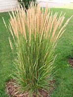 calamagrostis-karl-foerster-1.jpg