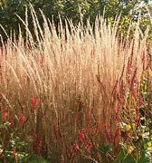 calamagrostis-karl-foerster-2.jpg