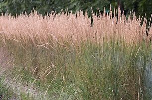 calamagrostis-karl-foerster-3.jpg
