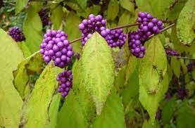 Arbre aux bonbons 'Profusion'