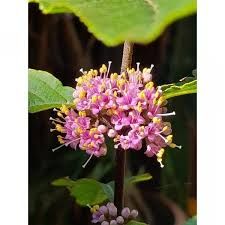 callicarpa-profusion-3.jpg