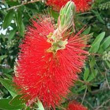 callistemon-laevis-1.jpg