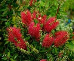 callistemon-laevis-2.jpg