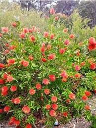 callistemon-laevis-3.jpg