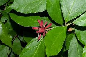 calycanthus-floridus-2.jpg