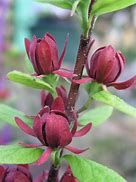 calycanthus-floridus-3.jpg
