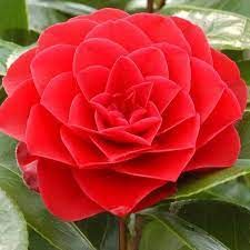 Camélia du japon rouge ou rose