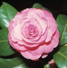 camelia-japonica-2_0_0.jpg