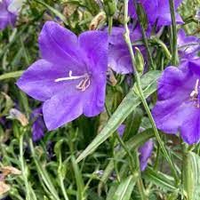 Campanule à feuilles de pêcher 'Takion Blue'
