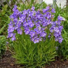 campanula-persifolia-takion-blue-2.jpg