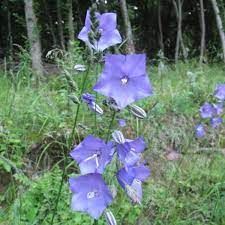 campanula-persifolia-takion-blue-3.jpg
