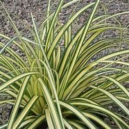 carex-evergold-2.jpg