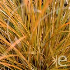 carex-prairie-fire-1.jpg
