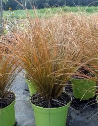 carex-prairie-fire-3.jpg