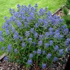 caryopteris-grand-bleu-3.jpg