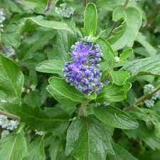 caryopteris-grand-bleu-4.jpg