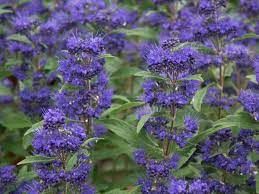 caryopteris-grand-bleu1.jpg