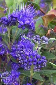 caryopteris-grand-bleu2.jpg