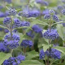 caryopteris-heavenly-blue-1.jpg