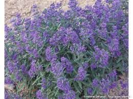 caryopteris-heavenly-blue-2.jpg