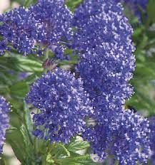 Céanothe, lilas de Californie 'skylark'