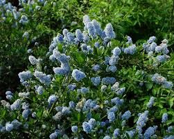 ceanothus-skylark-2.jpg