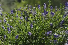 ceanothus-skylark-3.jpg