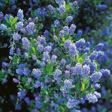 ceanothus-victoria-1.jpg